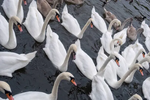 stock image a flock of swans from above 