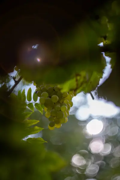 grapes on the vine with back lighting