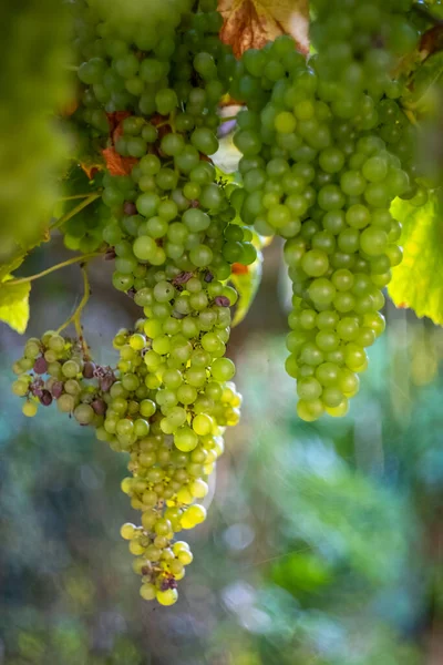 Druiven Wijnstok Met Achtergrondverlichting — Stockfoto