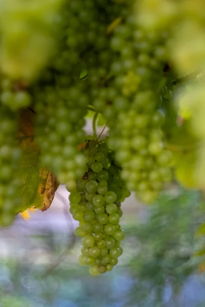 バックライト付きのブドウのブドウ — ストック写真