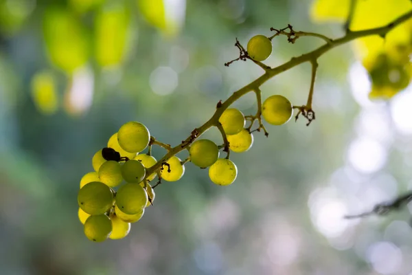 grapes on the vine with back lighting