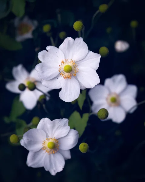 Bahçe Çiçeklerinde Japon Şakayığı — Stok fotoğraf