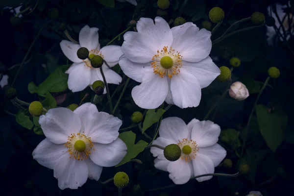 Japanese Anemone Garden Flowers — Stock Photo, Image
