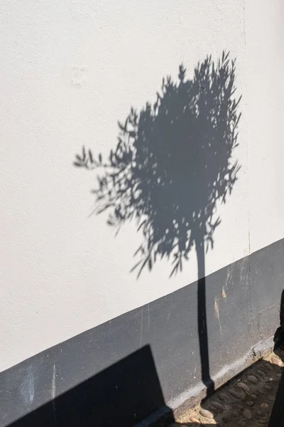 Tree shadows against a wall