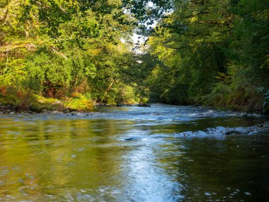 Dartmoor Ulusal Parkı 'nda nehir dart atı nalı düştü 