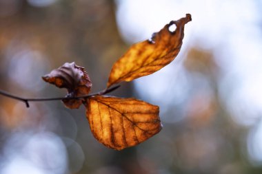 Bokeh ile sonbahar yaprağı 