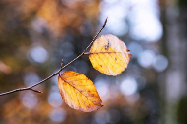 Bokeh ile sonbahar yaprağı 