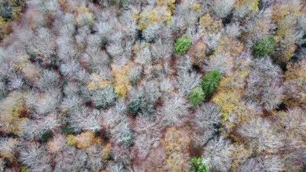 Idyllische Wälder Der Nähe Von Truro Aus Der Luft Drohnen — Stockvideo
