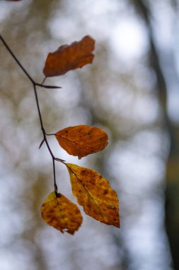 Woodland Cornwall İngiltere 'de sonbahar yaprakları 
