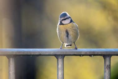 Blue tit bird in the garden 