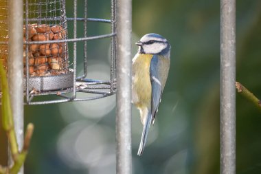 Blue tit bird in the garden 