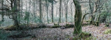 Cornwall İngiltere 'deki ıssız orman İngiltere sonbaharı 