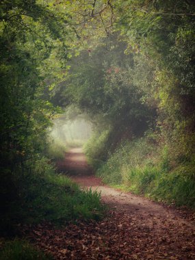 Sisli ormanlık Cornwall İngiltere 