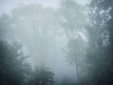 Sisli ormanlık Cornwall İngiltere 