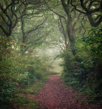 Sisli ormanlık Cornwall İngiltere 