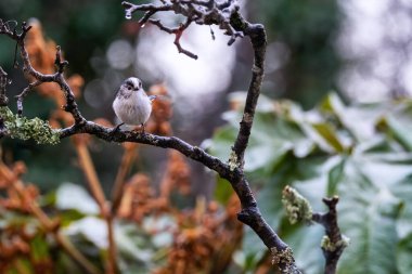 long tailed tit in the garden on a branch