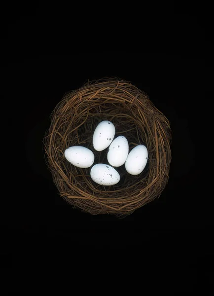 birds eggs in a nest