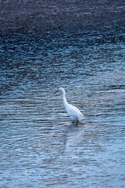 Mavi nehirde beyaz balıkçıl kuşu 