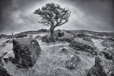 Dartmoor devon uk üzerinde kızılötesi ağaç 