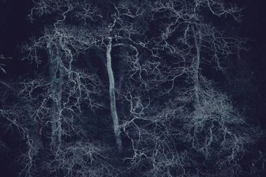 Yapraksız kış ağaçları 