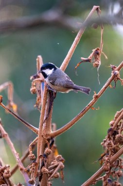 coal tit bird on a Chinese paper tree