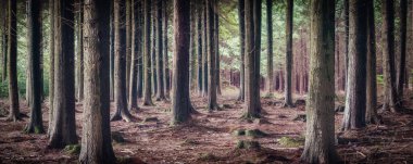 Cornwall 'daki ladock odunu.