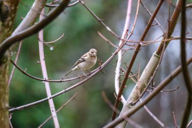 chaffinch bird in a tree clipart