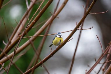 blue tit bird in a tree in the garden 