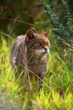 Scottish wild cat in the undergrowth grass  clipart