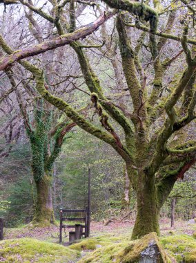 Orman ocağı baraj deposu Dartmoor 'da. 
