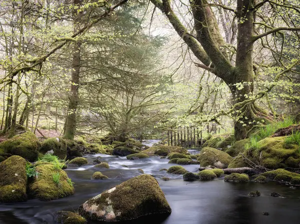 Река Дартмурском Национальном Парке Devon England Рядом Водохранилищем Бурратор Стоковое Изображение