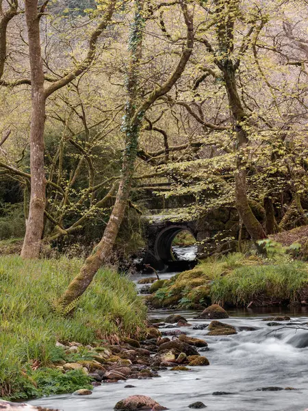 Fluss Dartmoor National Park Devon England Der Nähe Des Burrator Stockbild