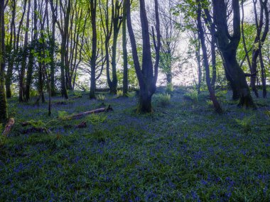 Bosahan Ormanında çan çiçekleri Mısır Duvarı uk Constantine