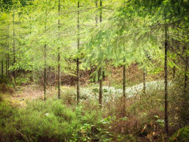 Ormandaki orman fidanları Mısır Duvarı Uk 