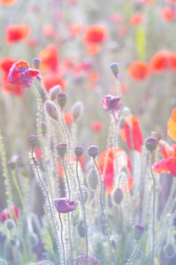 Crantock Cornwall İngiltere yakınlarındaki Pentire Head 'de gelincikler. 