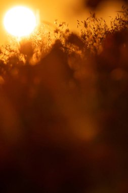 Haşhaş tarlaları günbatımında güneşle aydınlanıyor. 