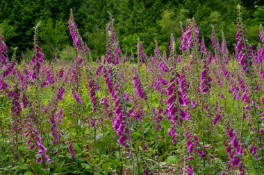 Ağaçtaki yüksükotu çiçekleri 