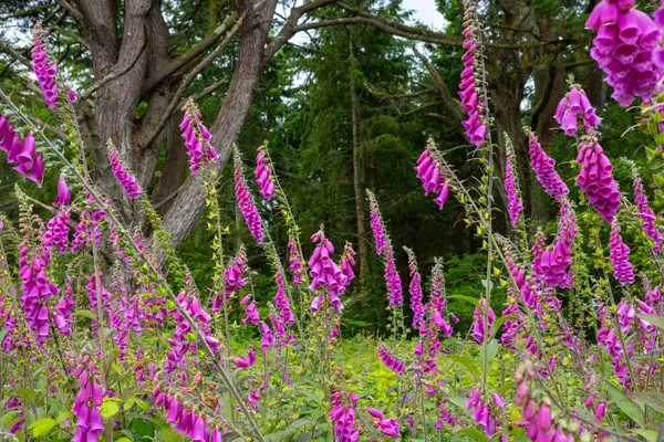 stock image foxglove flowers in a wood 