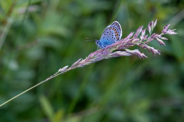 Gümüş renkli mavi kelebek Upton Towans Cornwall UK 