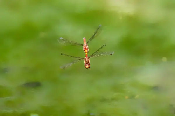 stock image Common darter dragon fly over water green background 