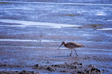 long billed curlew bird on the mud flats  clipart