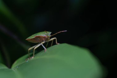 Yaprağın üzerinde oturan pis böcek. 