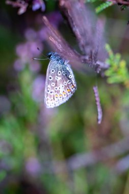 silver studded blue butterfly in the undergrowth  clipart