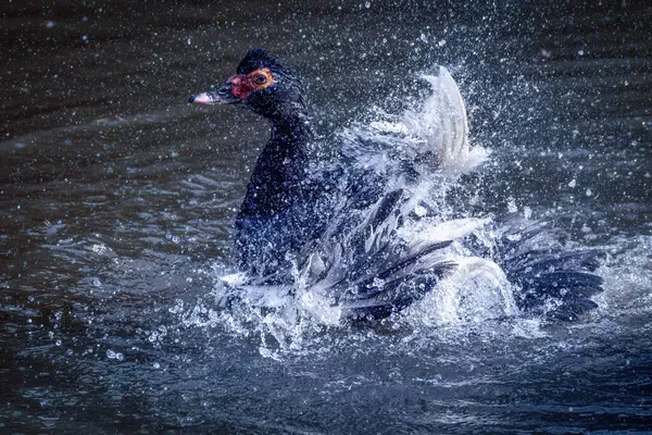 Stock image muscovy duck black and white with red beak splashing water 