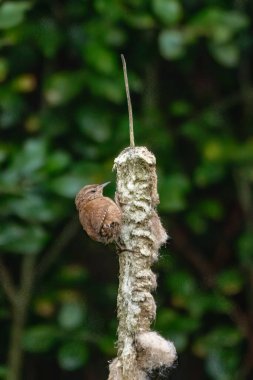 Jenny wren feeding off a bullrush plant bird  clipart