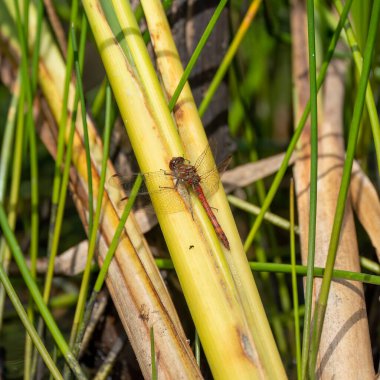 Vahşi doğada sıradan bir yusufçuk 