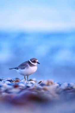 Çakıl taşlı kumsalda dalgalı pulluk kuşu 
