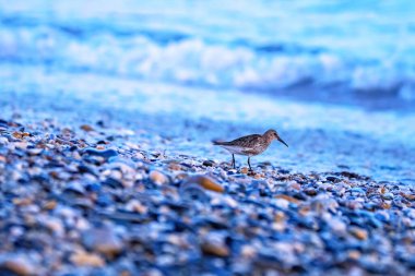 Dunlin bird on a pebble beach  clipart