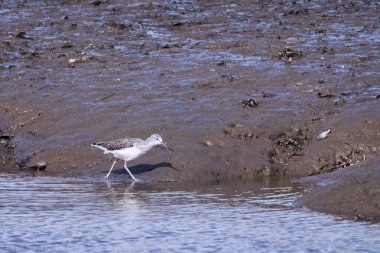 Çamurdan beslenen yeşil şiş mısır gevreği. 