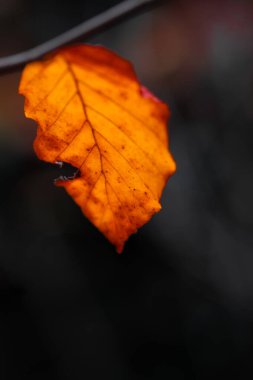 Bir dalda sonbahar yaprakları 